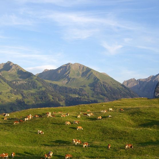 Foto Kühe auf der Alp - zum Foto