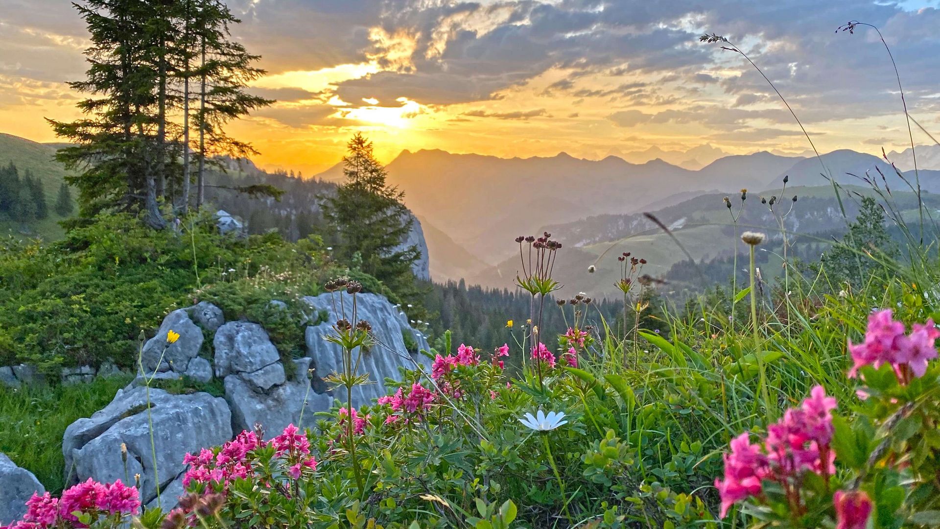 Alpenrosen schmücken den Vordergrund, im Hintergrund geht die Sonne hinter den Bergen auf