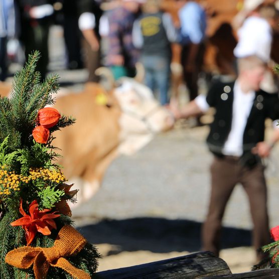 Foto Kuh geführt von Mann in Tracht - zum Foto