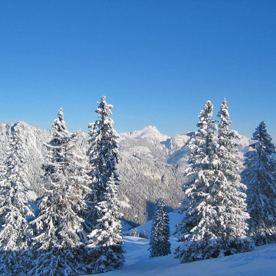 Photo Snow-covered firs in the Wiriehorn area - view photo