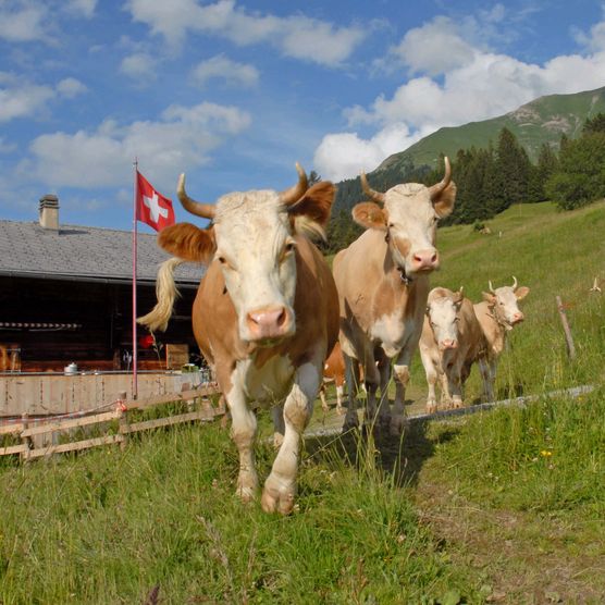 Foto Kühe auf dem Weg auf die Weide - zum Foto