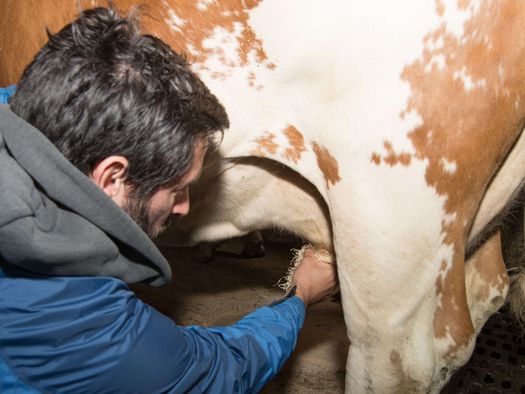 Mann beim Melken einer Kuh