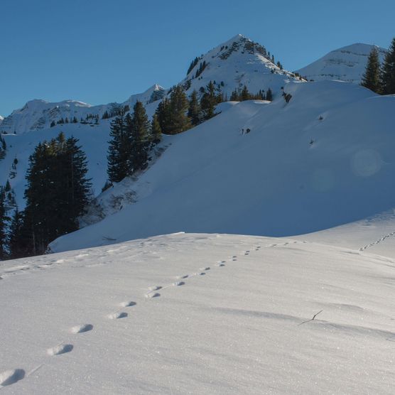 Foto Tierspur im Schnee - zum Foto