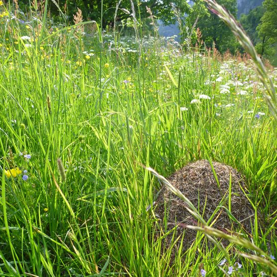 Foto Ameisenhaufen auf Trockenwiese - zum Foto