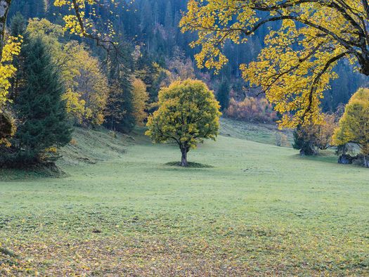 Foto Herbstlich gefärbte Bergahorne - zum Foto
