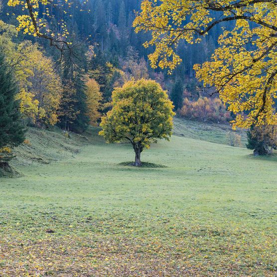 Foto Herbstlich gefärbte Bergahorne - zum Foto