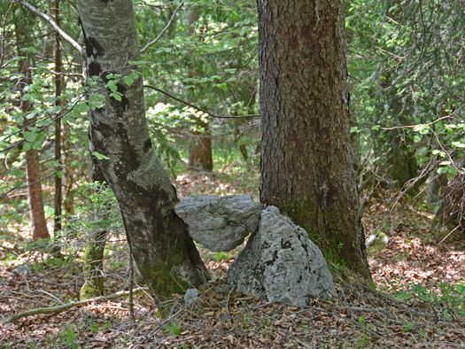Foto Steine von zwei Baumstämmen eingeklemmt - zum Foto