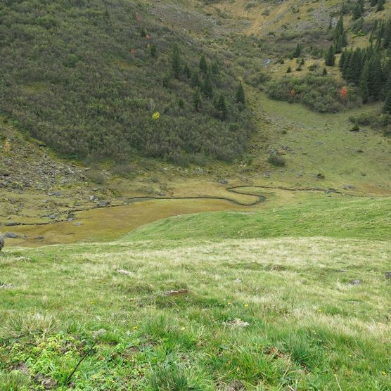 Foto Der Bach schlängelt sich durch das Moor - zum Foto