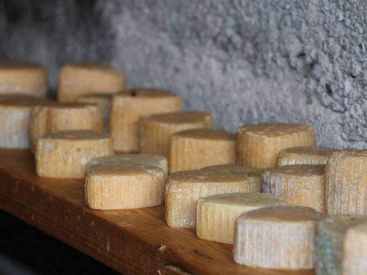 Foto Regal im Käsekeller mit vielen unterschiedlichen kleinen Käsen - zum Foto