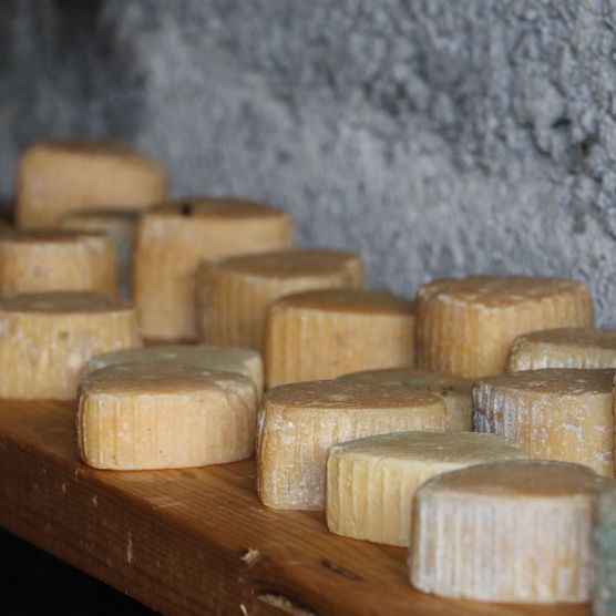 Foto Regal im Käsekeller mit vielen unterschiedlichen kleinen Käsen - zum Foto