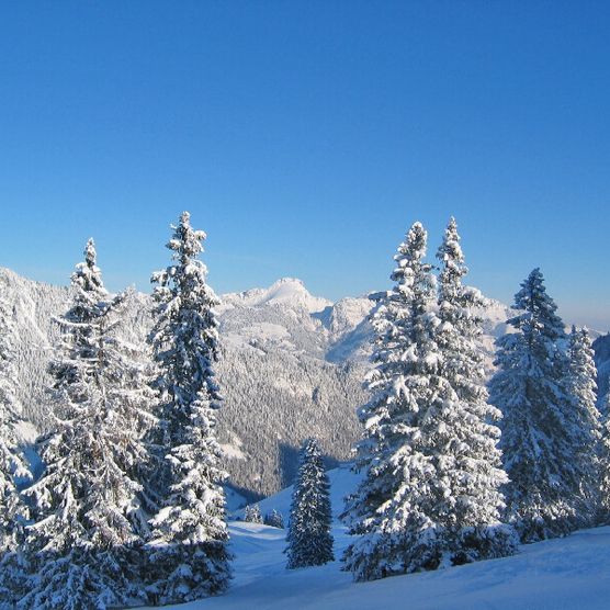 Picture Snow covered fir trees - to the picture