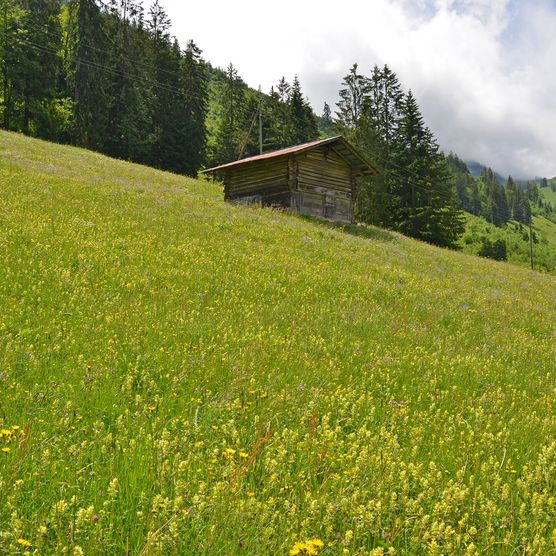 Foto Grosse Trockenwiese mit bunter Blumenpracht - zum Foto