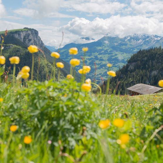 Foto Alpsommer im Naturpark Diemtigtal - zum Foto