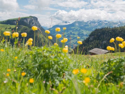 Alp mit Alphütte im Hintergrund