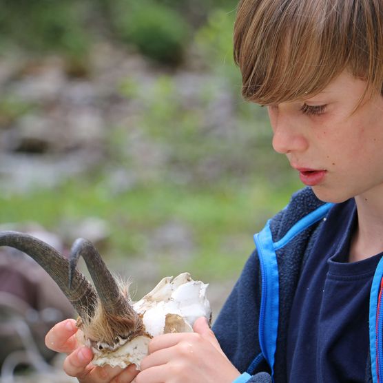 Foto Junge mit Schädel einer Gämse in der Hand - zum Foto