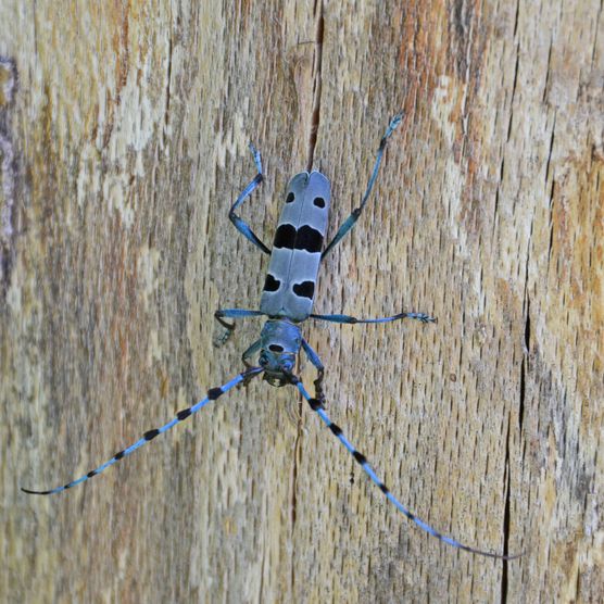 Foto Blauer Käfer Rosalia Alpina - zum Foto