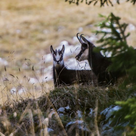 Foto Zwei Gämsen stehen unter einer Tanne - zum Foto