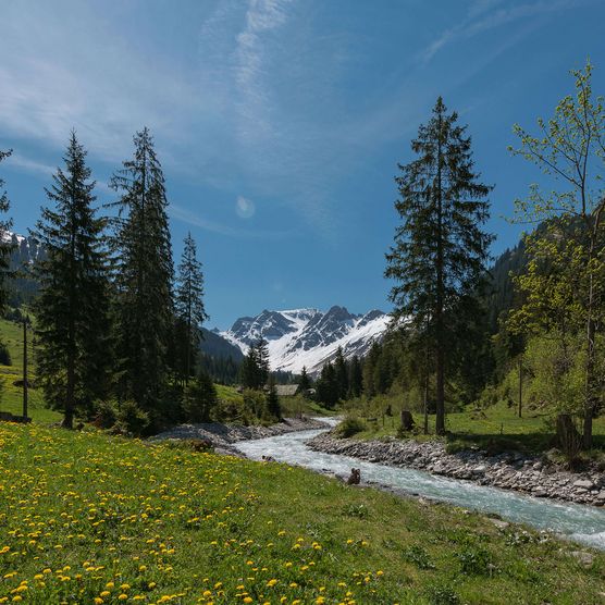 Picture Stream and flower meadows - to the picture