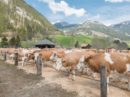 Foto Viehschauplatz Anger mit ausgestellten Kühen - zum Foto