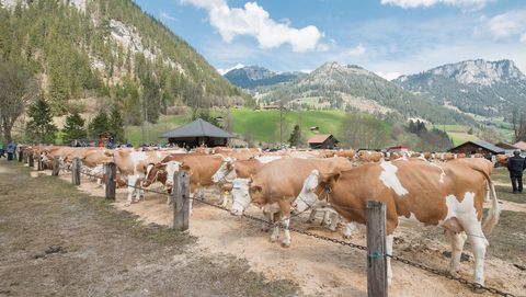 Viehschauplatz Anger mit den ausgestellten Kühen